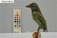 藏品(五色鳥)的圖片